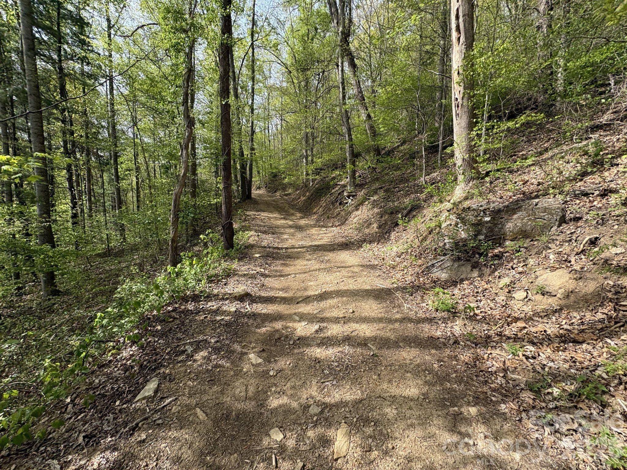 999999 Harwood Road, Unit 2 Barnardsville, NC 28709 - Photo 3 of 20 a view of a forest with trees in the background
