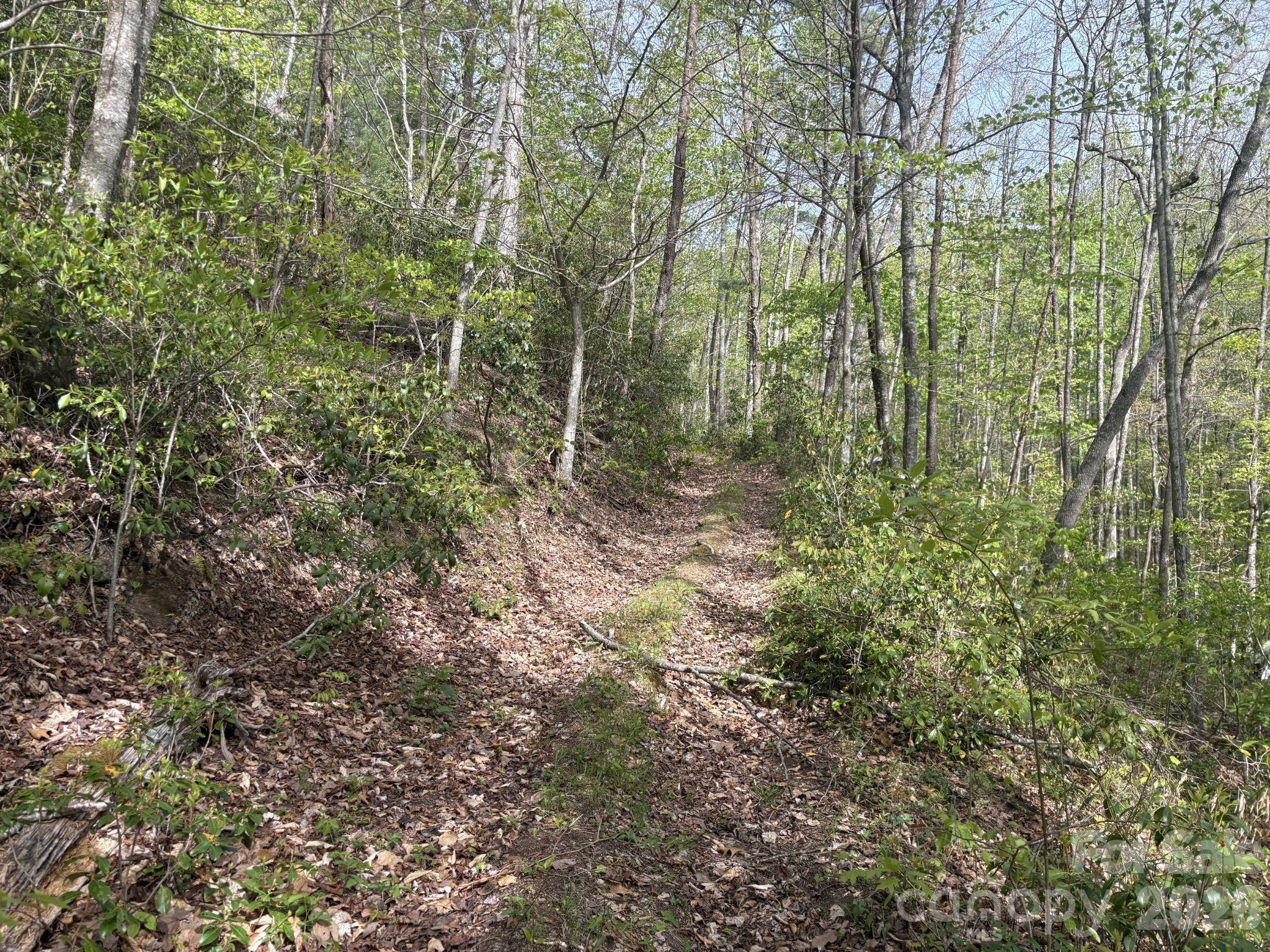 999999 Harwood Road, Unit 2 Barnardsville, NC 28709 - Photo 9 of 20 a view of a forest with lots of trees
