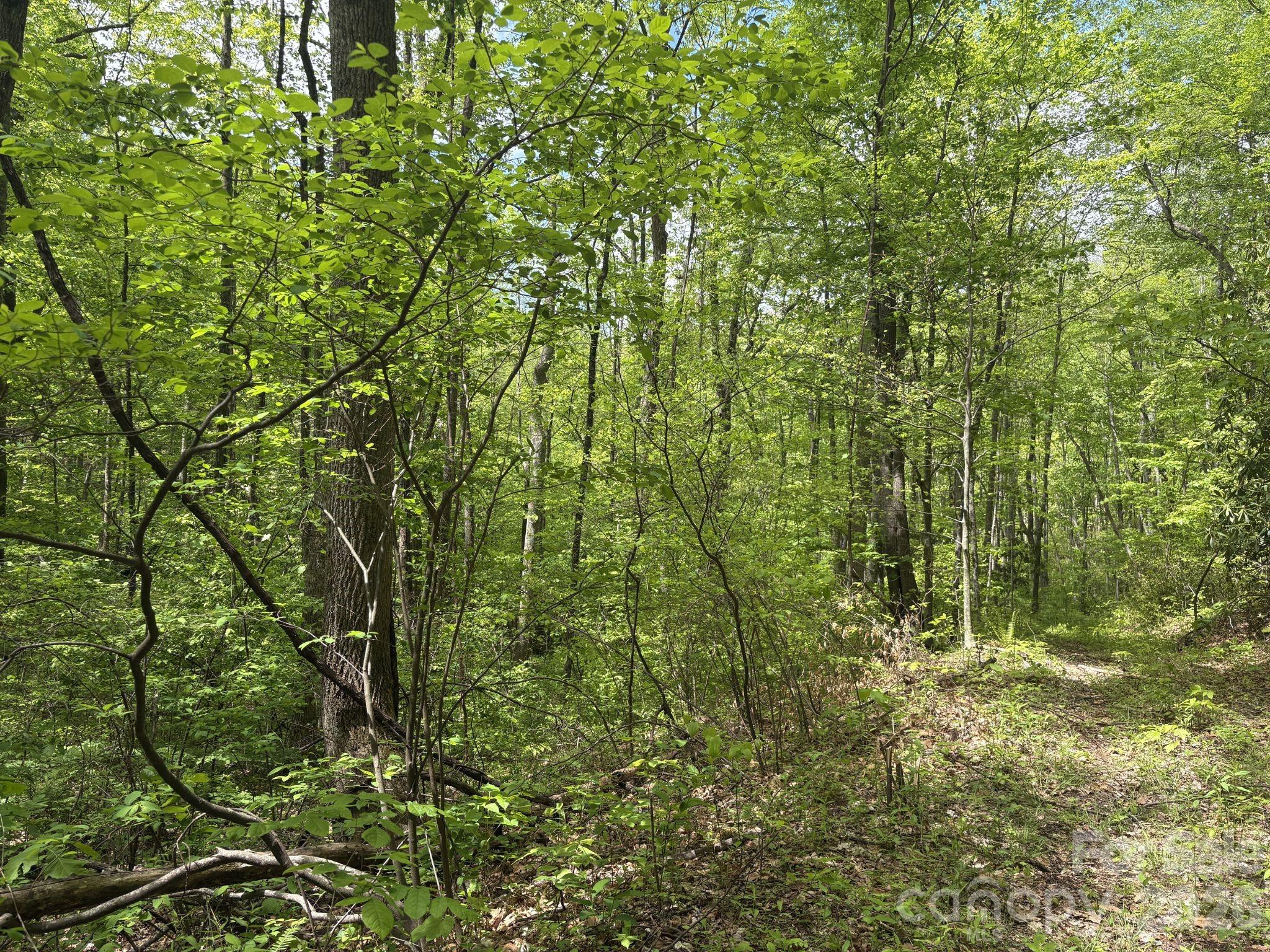 999999 Harwood Road, Unit 2 Barnardsville, NC 28709 - Photo 10 of 20 a view of a lush green forest