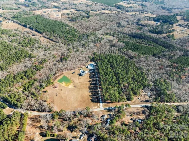 a view of a forest with a tree