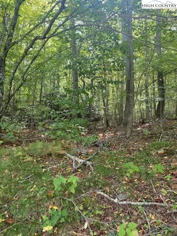 a view of a lush green forest