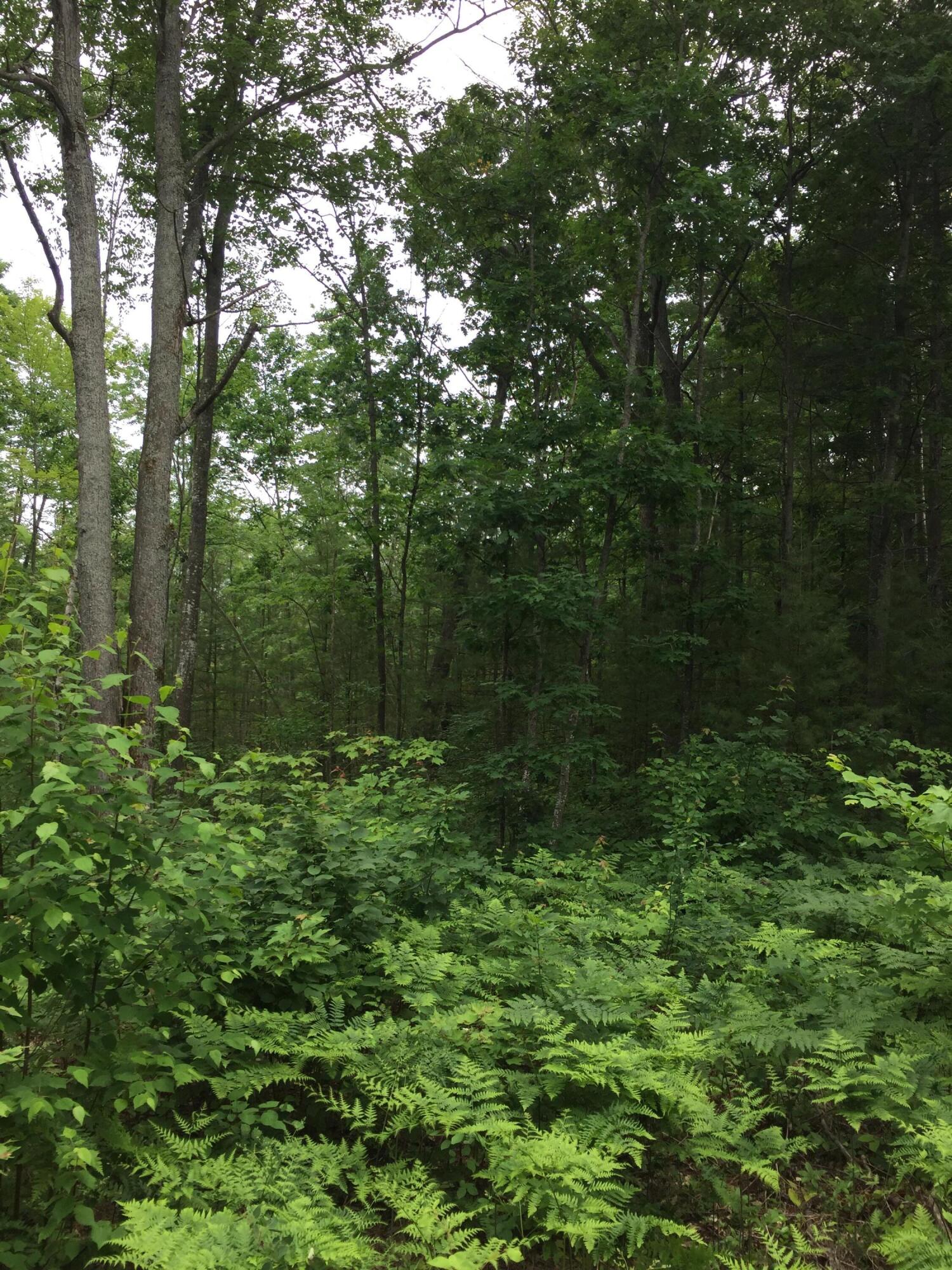 Parcel K Dodge Lake Road Gaylord, MI 49735 - Photo 1 of 4 IMG_3534