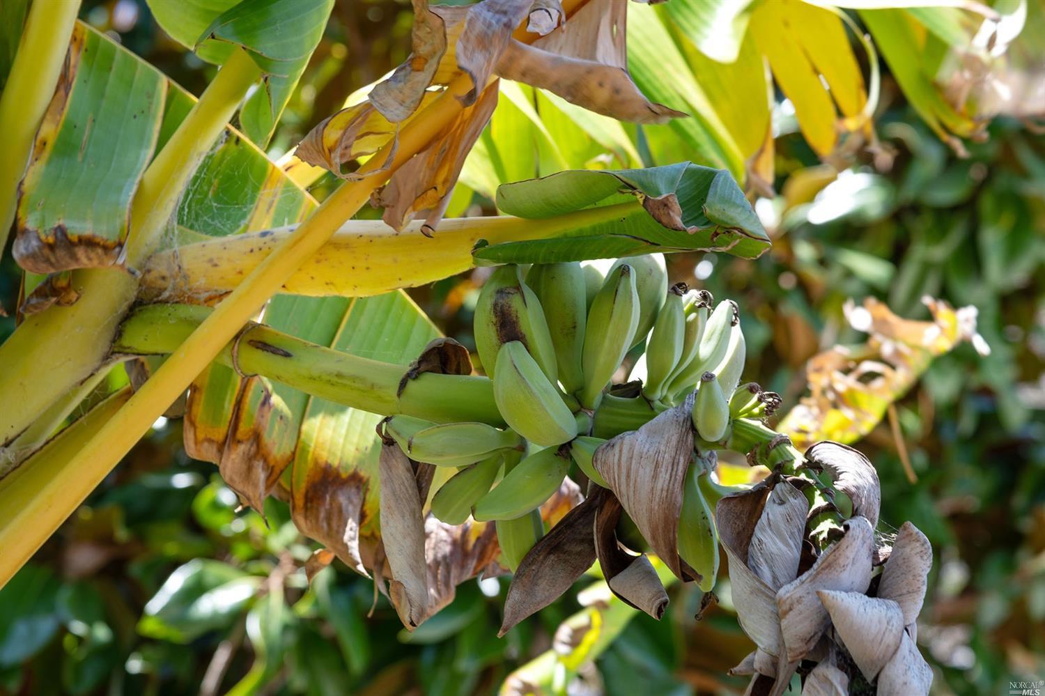 9 Pigeon Hollow Road San Rafael, CA 94901 - Photo 61 of 67