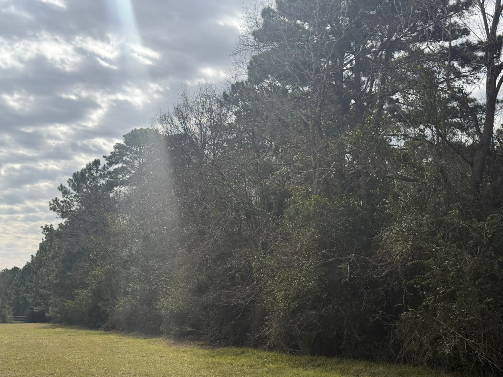 Tbd Joe Rushing Lane Livingston, TX 77351 - Photo 10 of 12