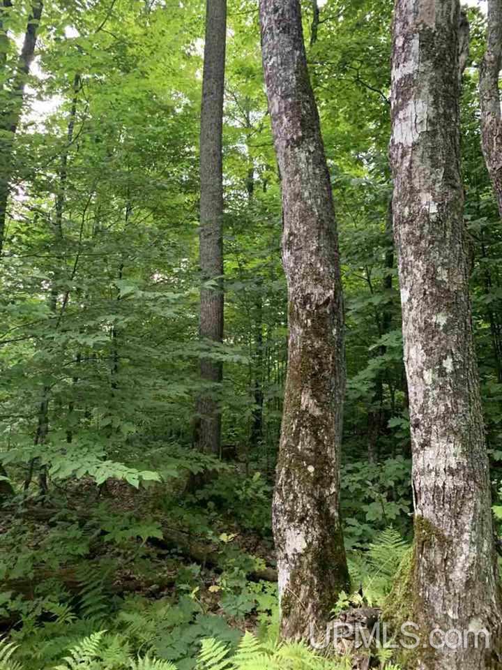 Tbd Off Old Mill Road Toivola, MI 49965 - Photo 8 of 10 Gallery Image 8