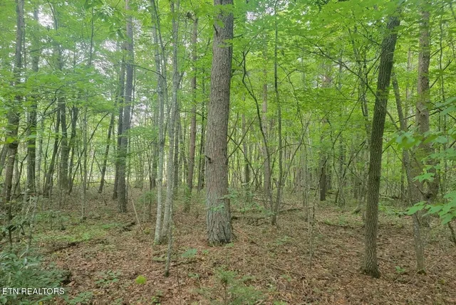 George Drive, Deer Lodge, TN 37726