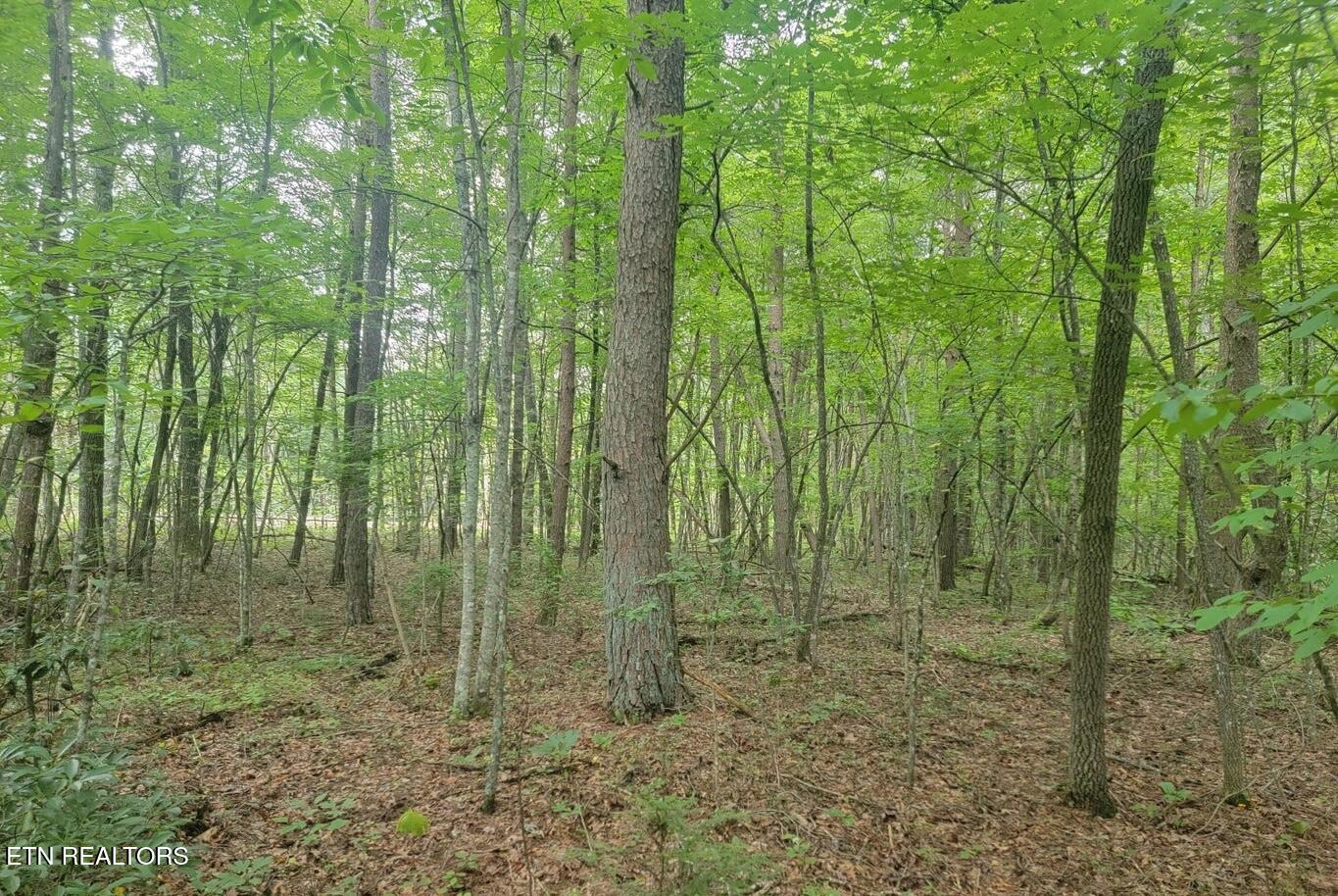 George Drive Deer Lodge, TN 37726 - Photo 8 of 18 4-8