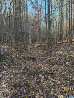 a view of a forest with trees