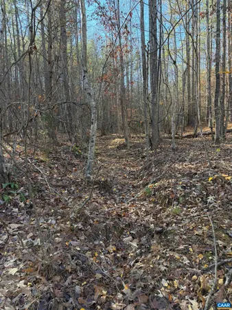 a view of a forest with trees