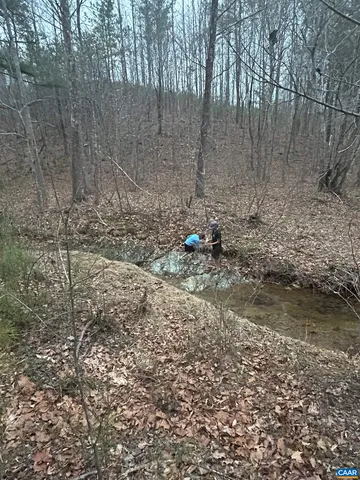 a view of a forest with a bench