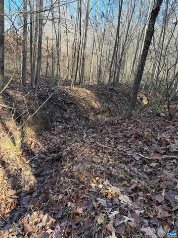 a view of backyard with large trees