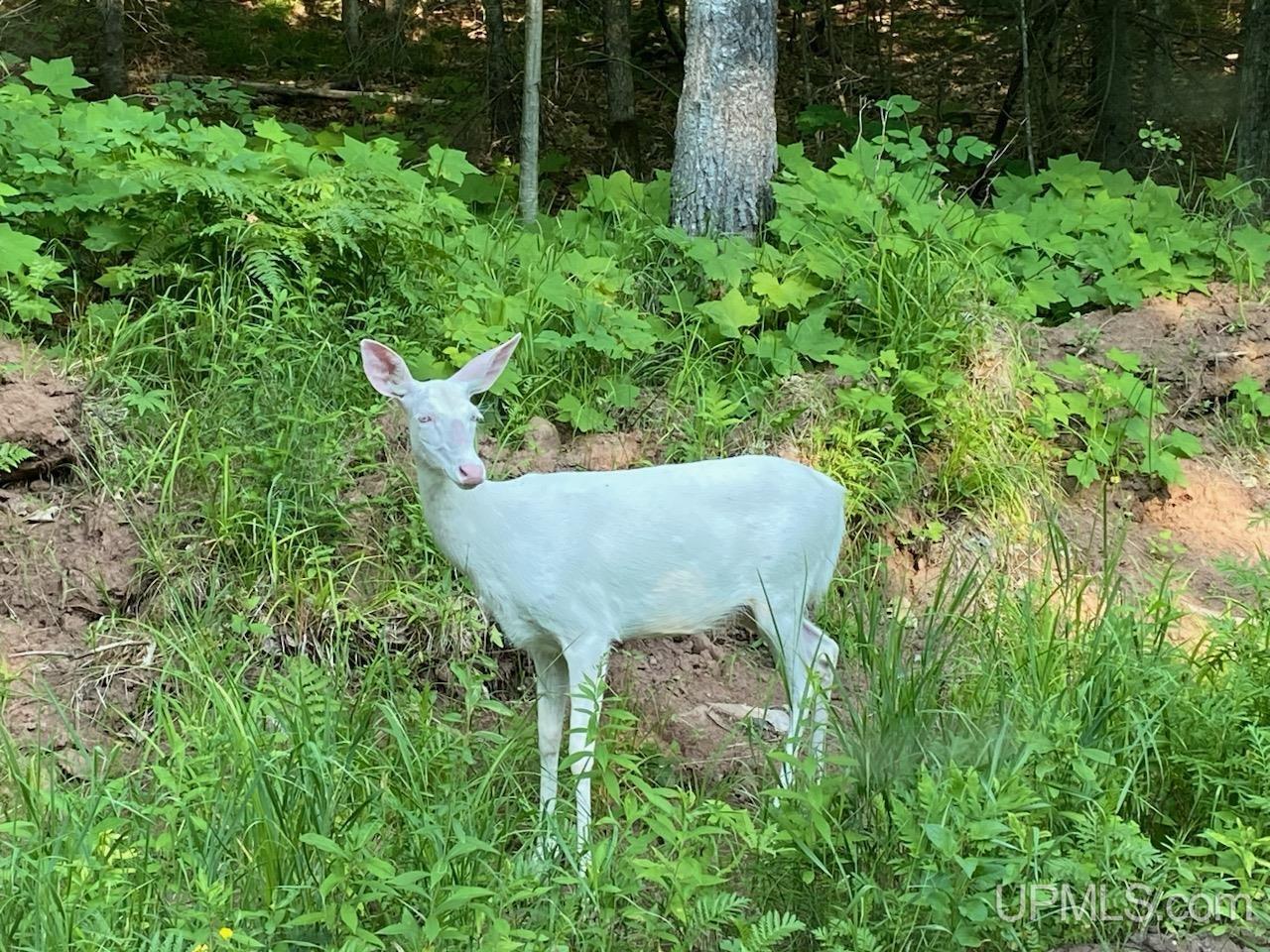 Tbd Tbd Garlic Mountain Road Negaunee, MI 49866 - Photo 60 of 61