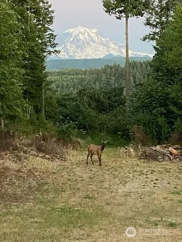 a view of a yard with a tree