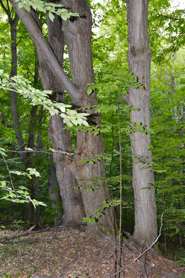 3 North Putnam Road Suttons Bay, MI 49682 - Photo 29 of 39 1838016-28.JPG