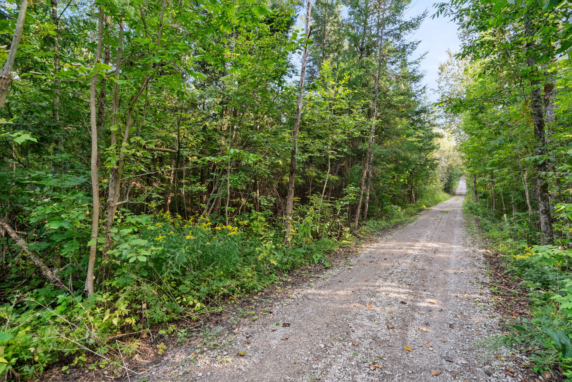 13363 Baird Road Wolverine, MI 49799 - Photo 43 of 43 A7R05873