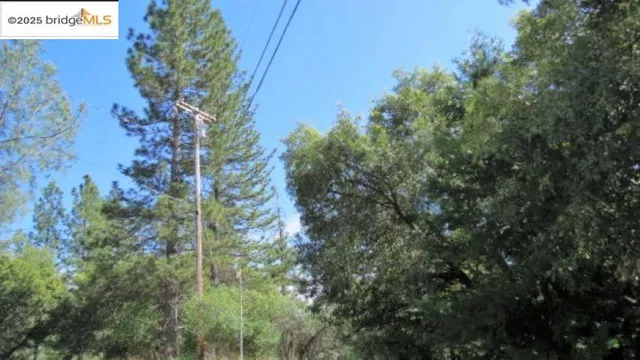 a view of a tree with a tree