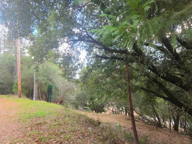 a view of a yard with plants and trees