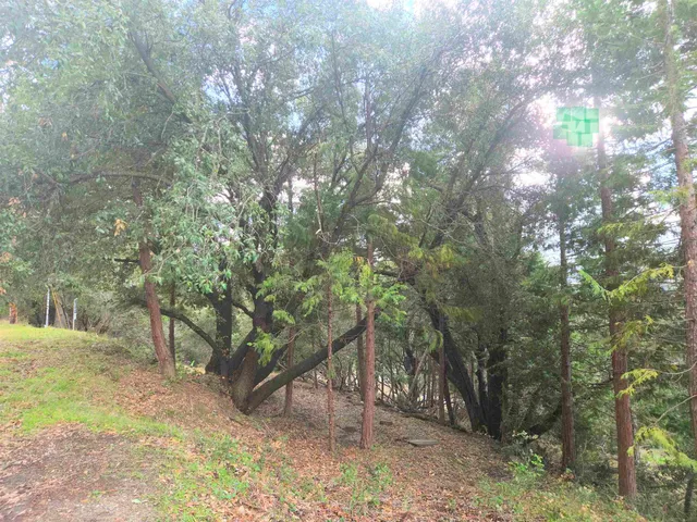a view of a forest with a tree
