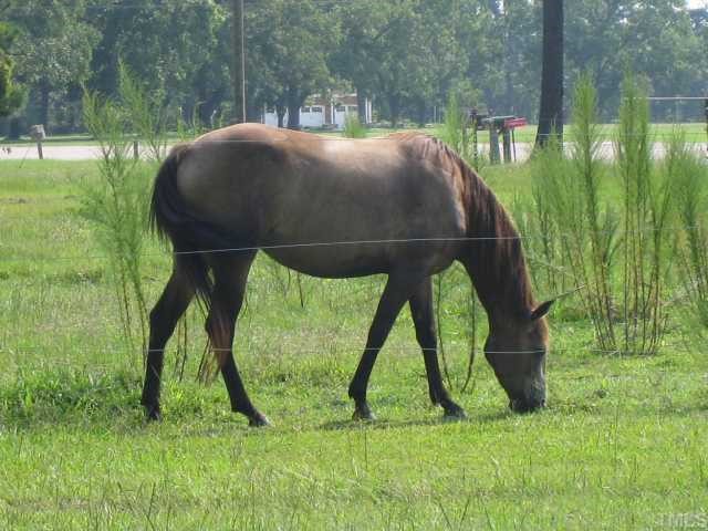 3201 Duck Pond Road Linden, NC 28356 - Photo 4 of 4 horses alowed