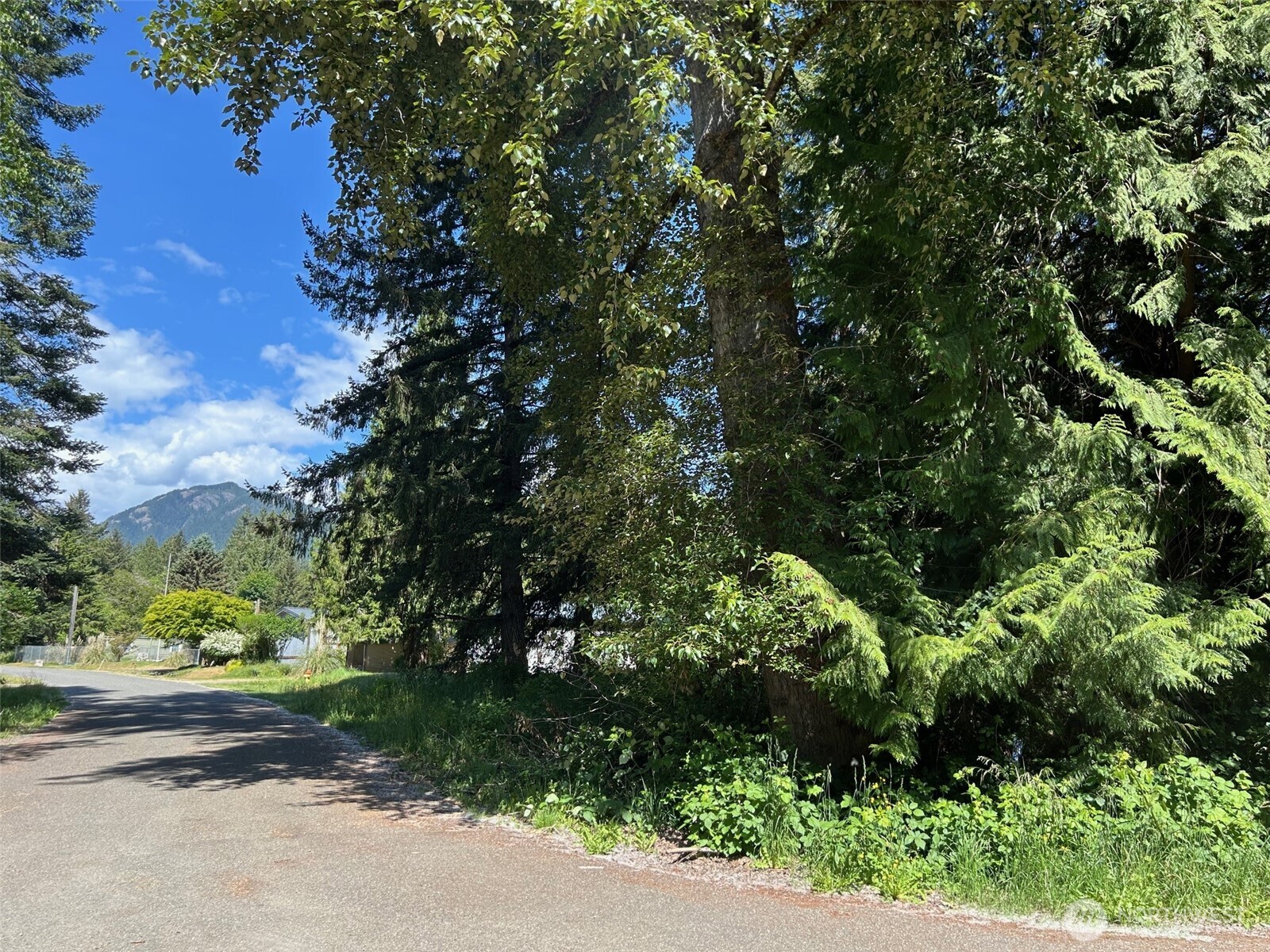 201 Morgan Lane Brinnon, WA 98320 - Photo 1 of 5 a view of a yard with plants and large trees