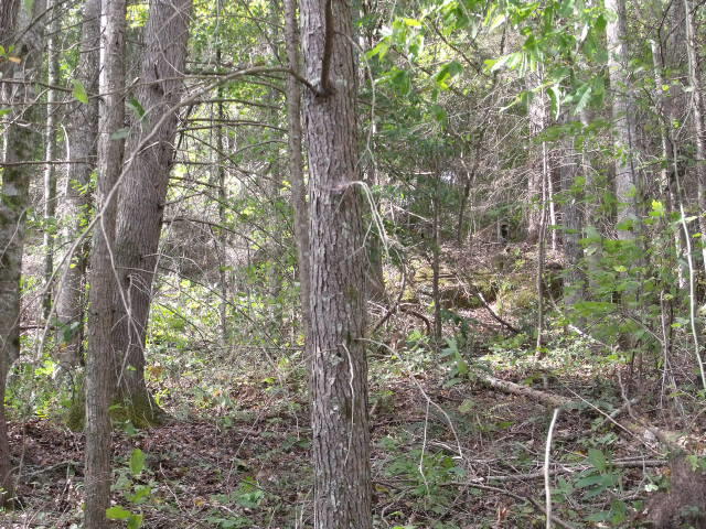 487 Harris Branch Road Madisonville, TN 37354 - Photo 6 of 7 DSCF3822