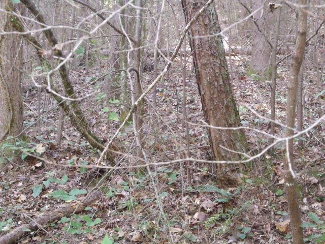 487 Harris Branch Road Madisonville, TN 37354 - Photo 7 of 7 DSCF3819