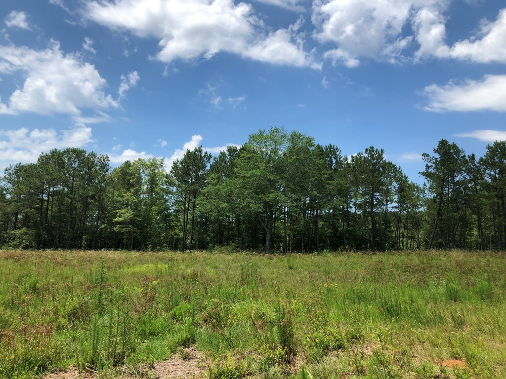 6.33-acres Implement Road Aiken, SC 29803 - Photo 10 of 18