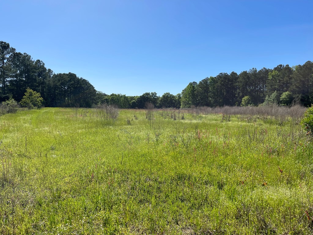 0 C Cora Powell Road Samson, AL 36477 - Photo 3 of 5