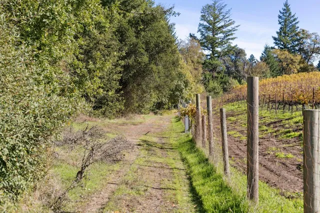 a view of a park with large trees