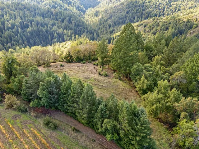 a view of a yard with a large tree