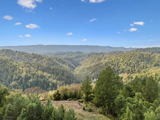 a view of a garden with trees