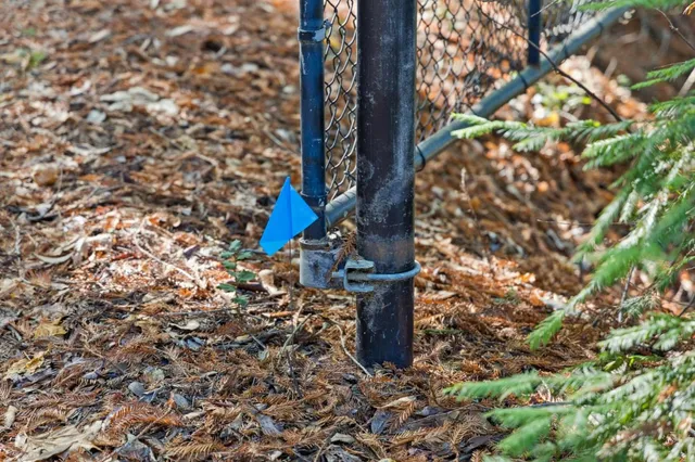 a view of a forest with trees