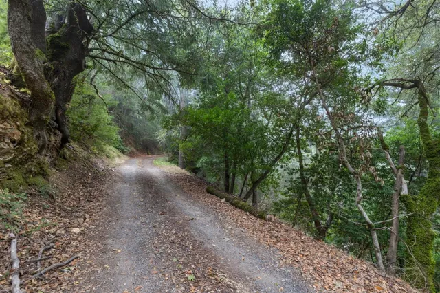 a view of a forest with trees in the background