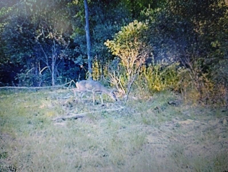 4389 Kincaid Road Warren, OH 44481 - Photo 2 of 33 View of nature