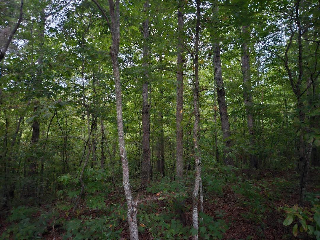0 Sandy Road Wilder, TN 38589 - Photo 2 of 10