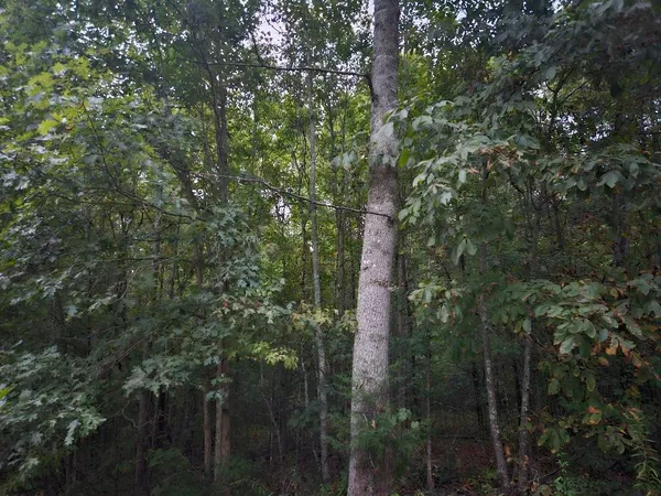 $429,900 | 0 Sandy Road, Wilder, TN 38589