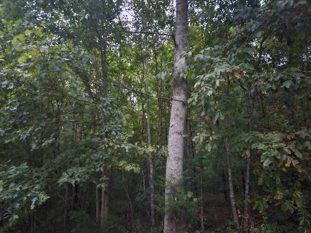 0 Sandy Road Wilder, TN 38589 - Photo 4 of 10