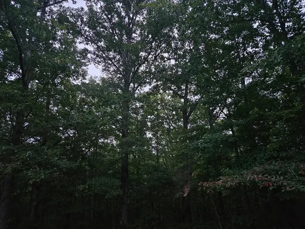 $429,900 | 0 Sandy Road, Wilder, TN 38589