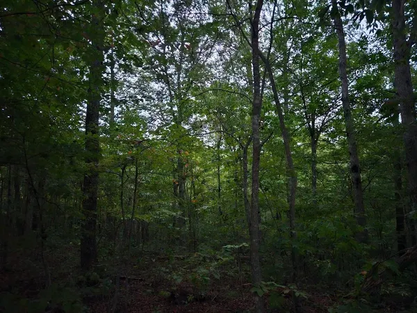 $429,900 | 0 Sandy Road, Wilder, TN 38589