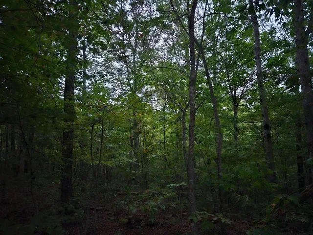 $429,900 | 0 Sandy Road, Wilder, TN 38589