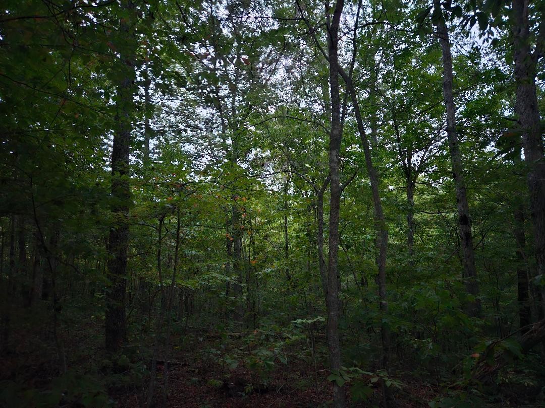 0 Sandy Road Wilder, TN 38589 - Photo 6 of 10