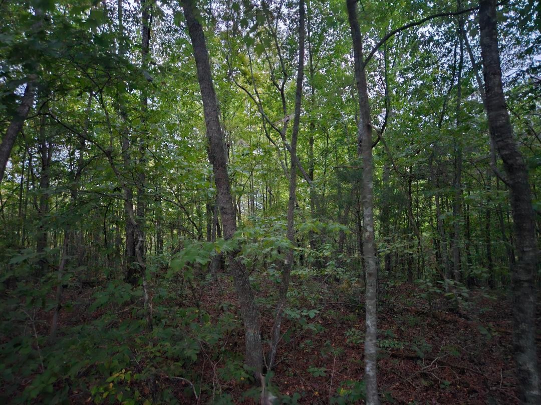 0 Sandy Road Wilder, TN 38589 - Photo 7 of 10