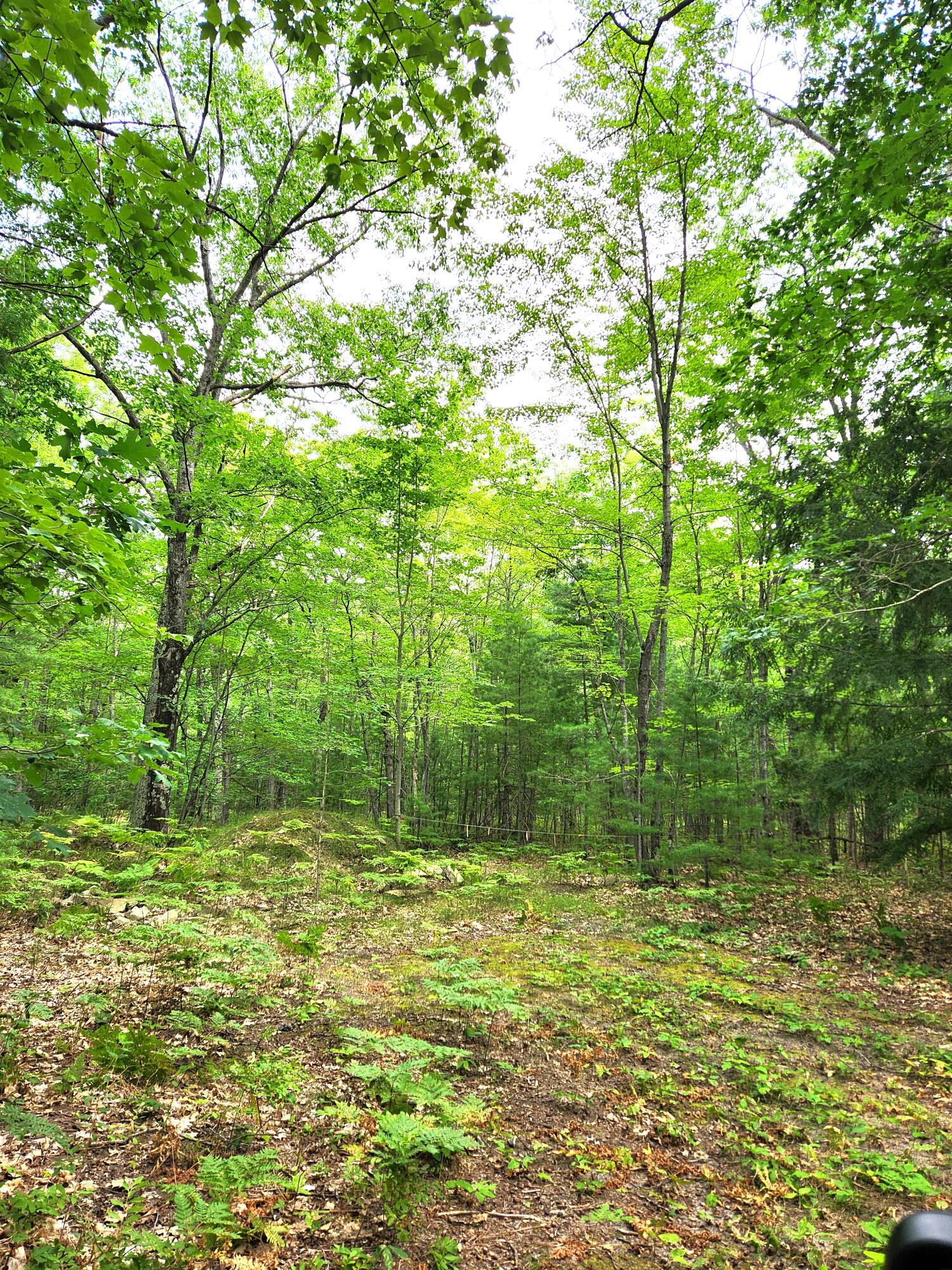 Needles & Pipeline Roads Indian River, MI 49749 - Photo 8 of 14 Gallery Image 8