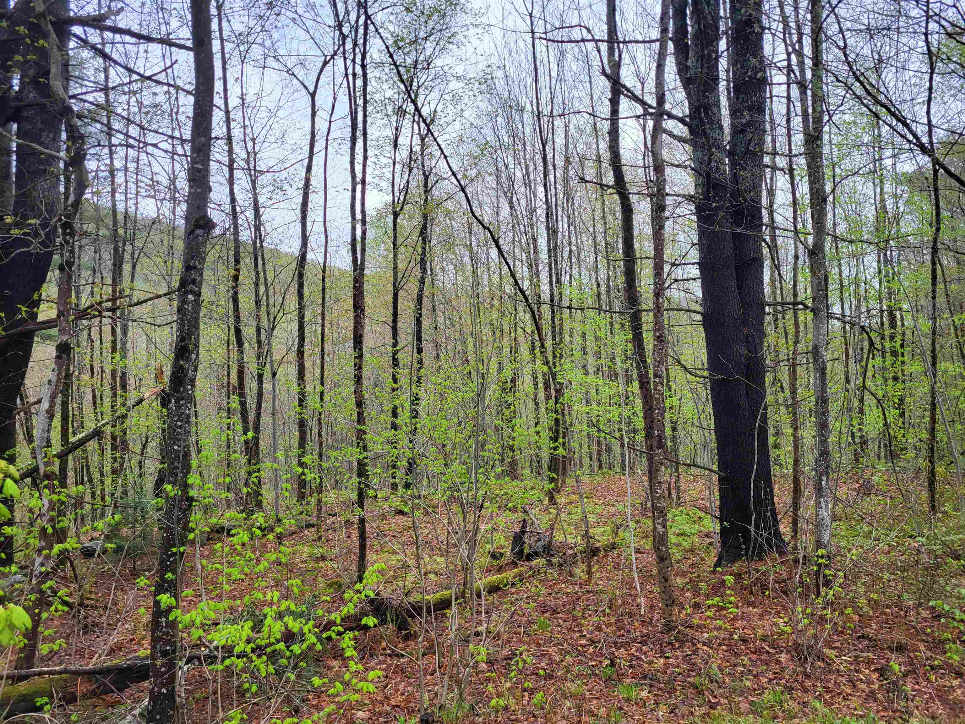 490 River Road Dorchester, NH 03266 - Photo 12 of 24