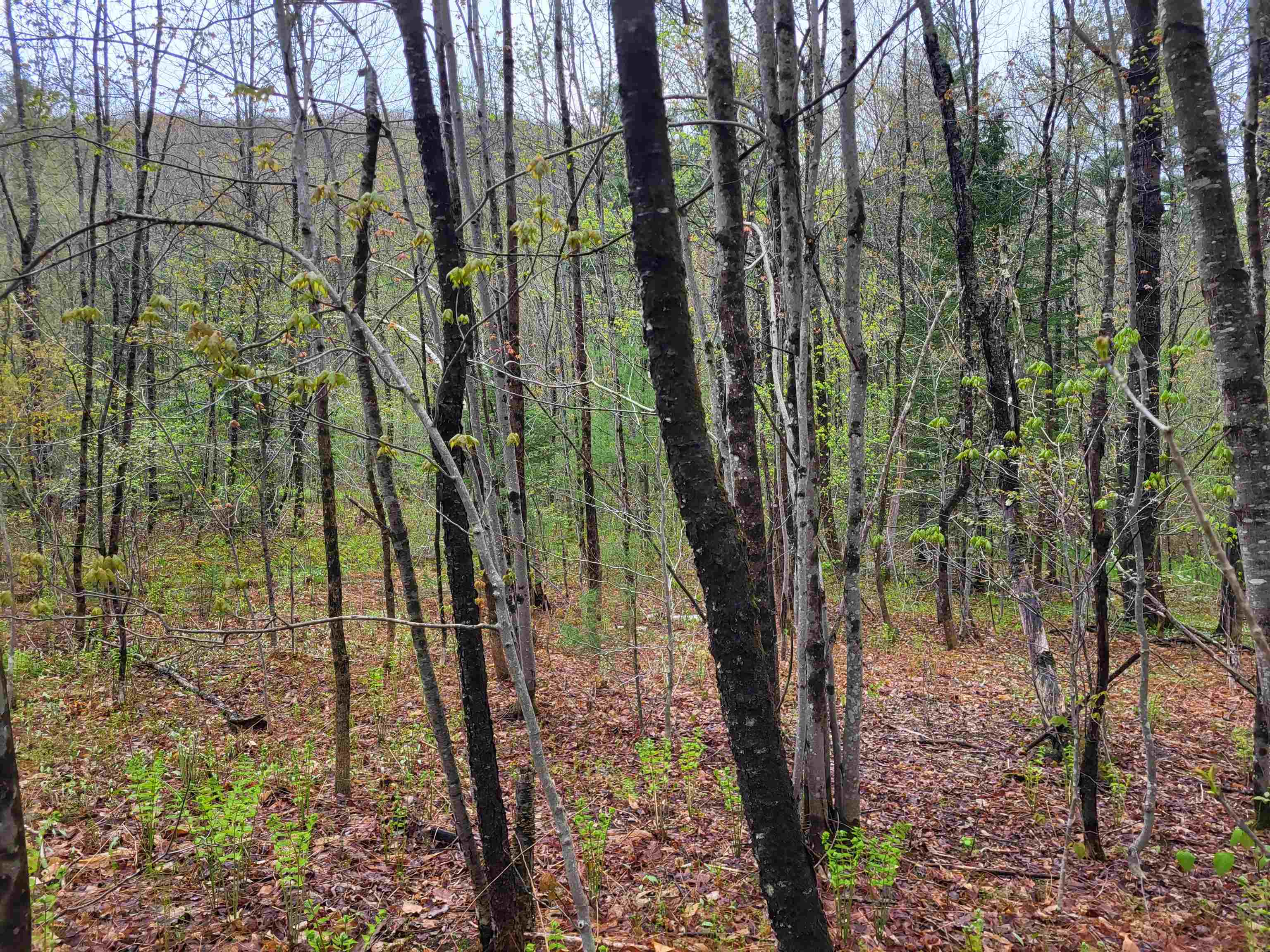 490 River Road Dorchester, NH 03266 - Photo 14 of 24