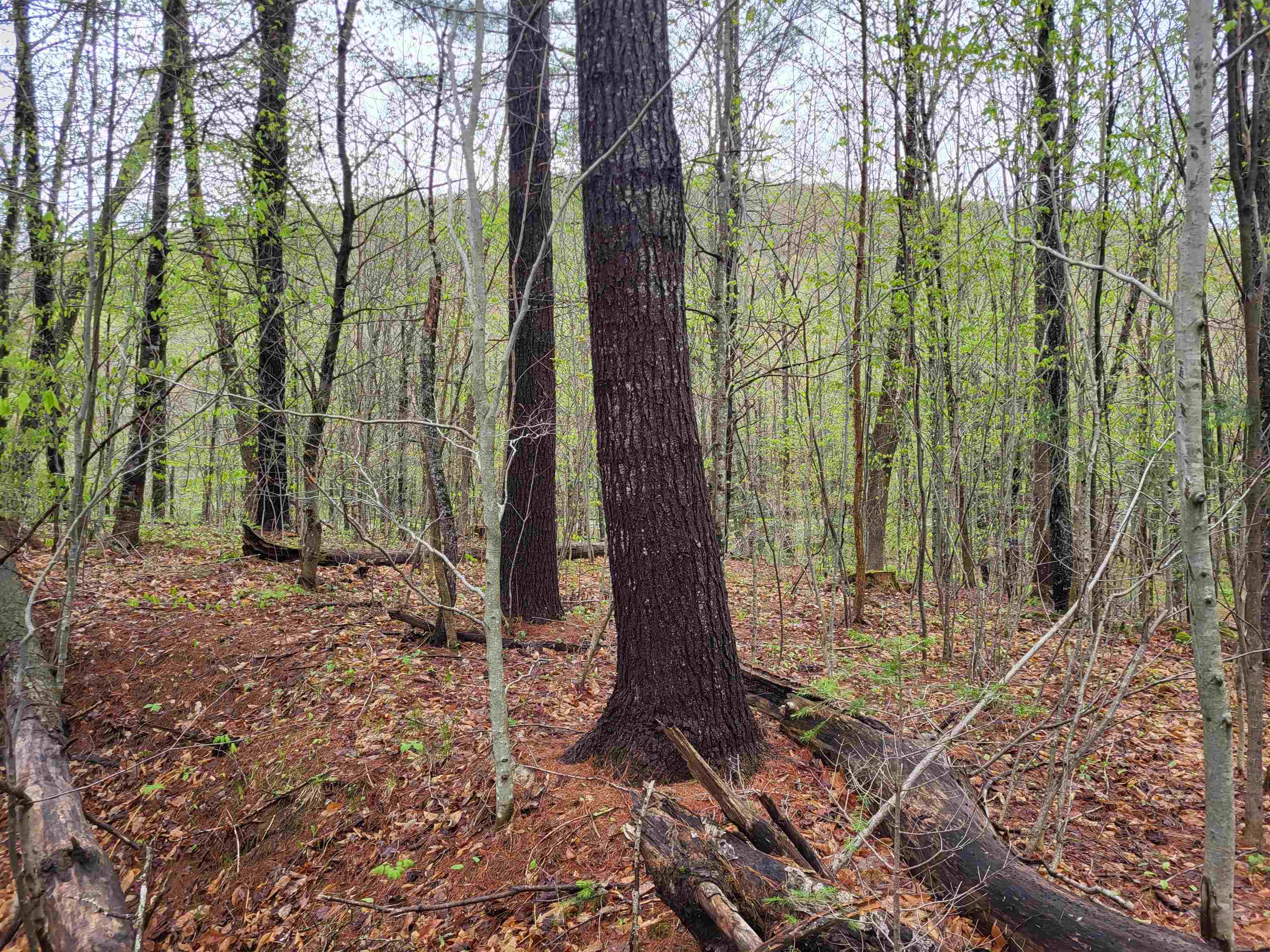 490 River Road Dorchester, NH 03266 - Photo 16 of 24