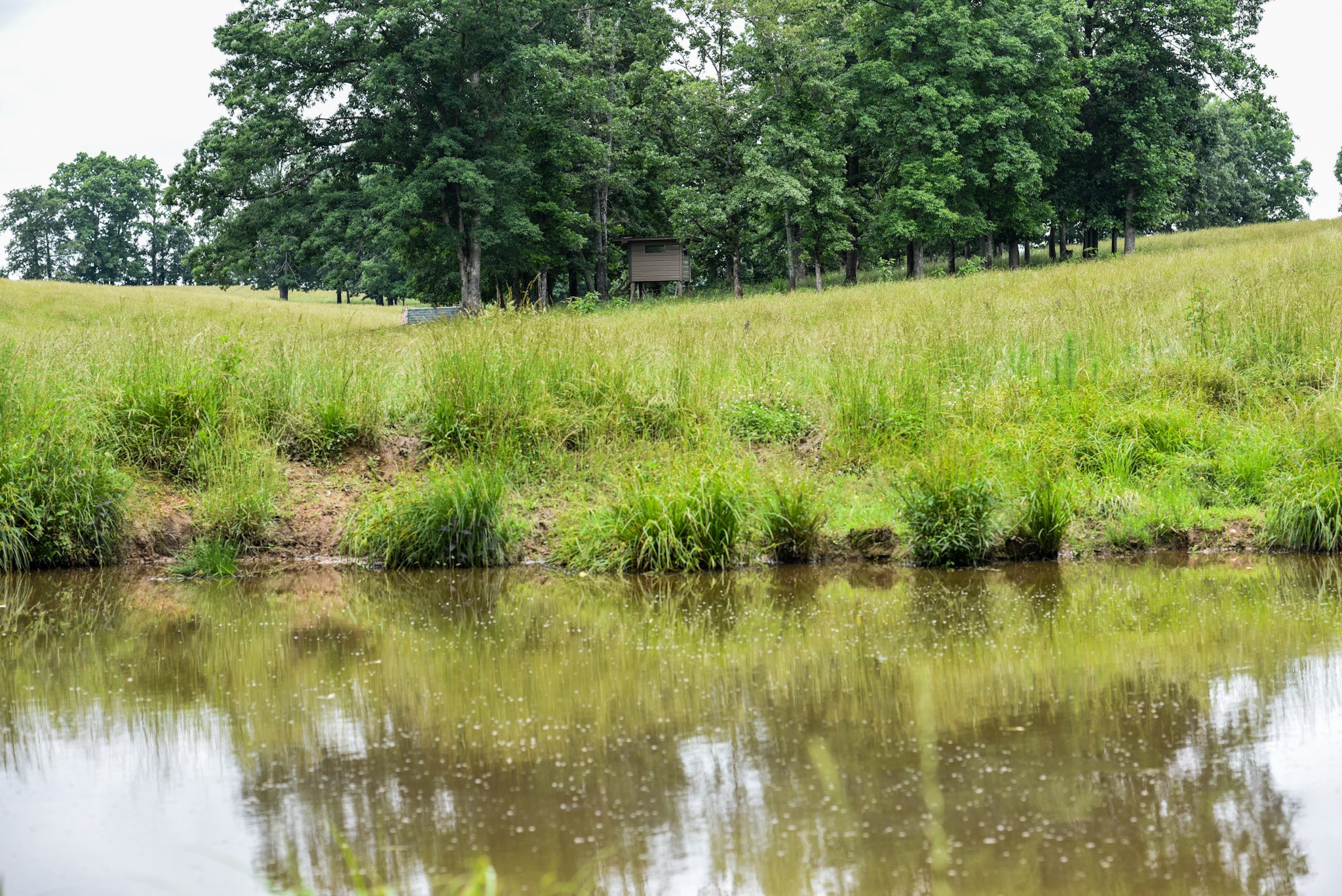 0 David Patterson Road Lutts, TN 38471 - Photo 50 of 58
