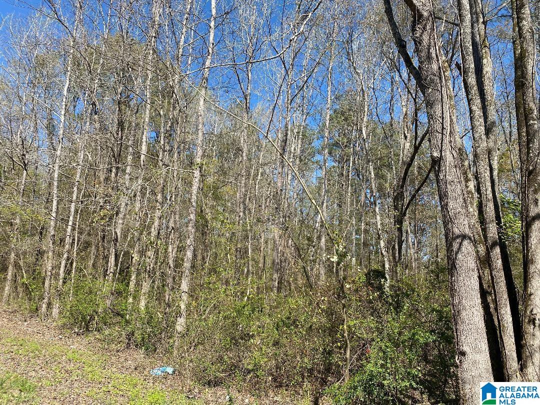 Cedrum Road Carbon Hill, AL 35549 - Photo 3 of 4