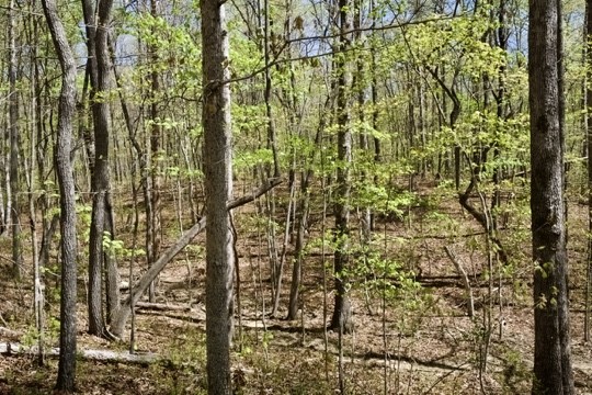 1 Whiteoak Swamps Road Dunlap, TN 37327 - Photo 1 of 48 Gallery Image 1