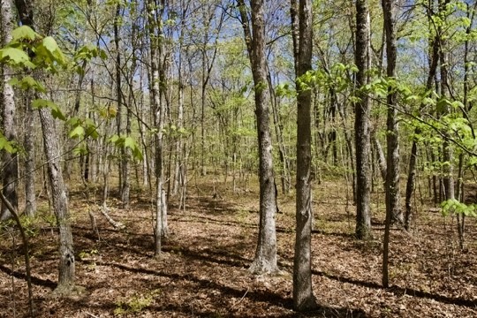 1 Whiteoak Swamps Road Dunlap, TN 37327 - Photo 12 of 48 Gallery Image 12